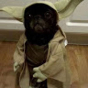 Meet your Posher, Charles is